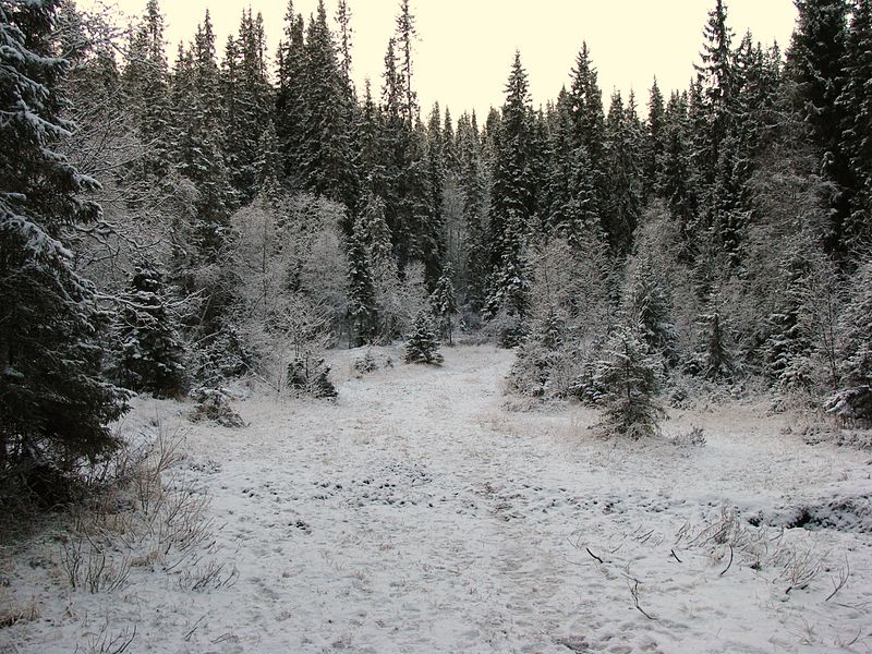 Winter